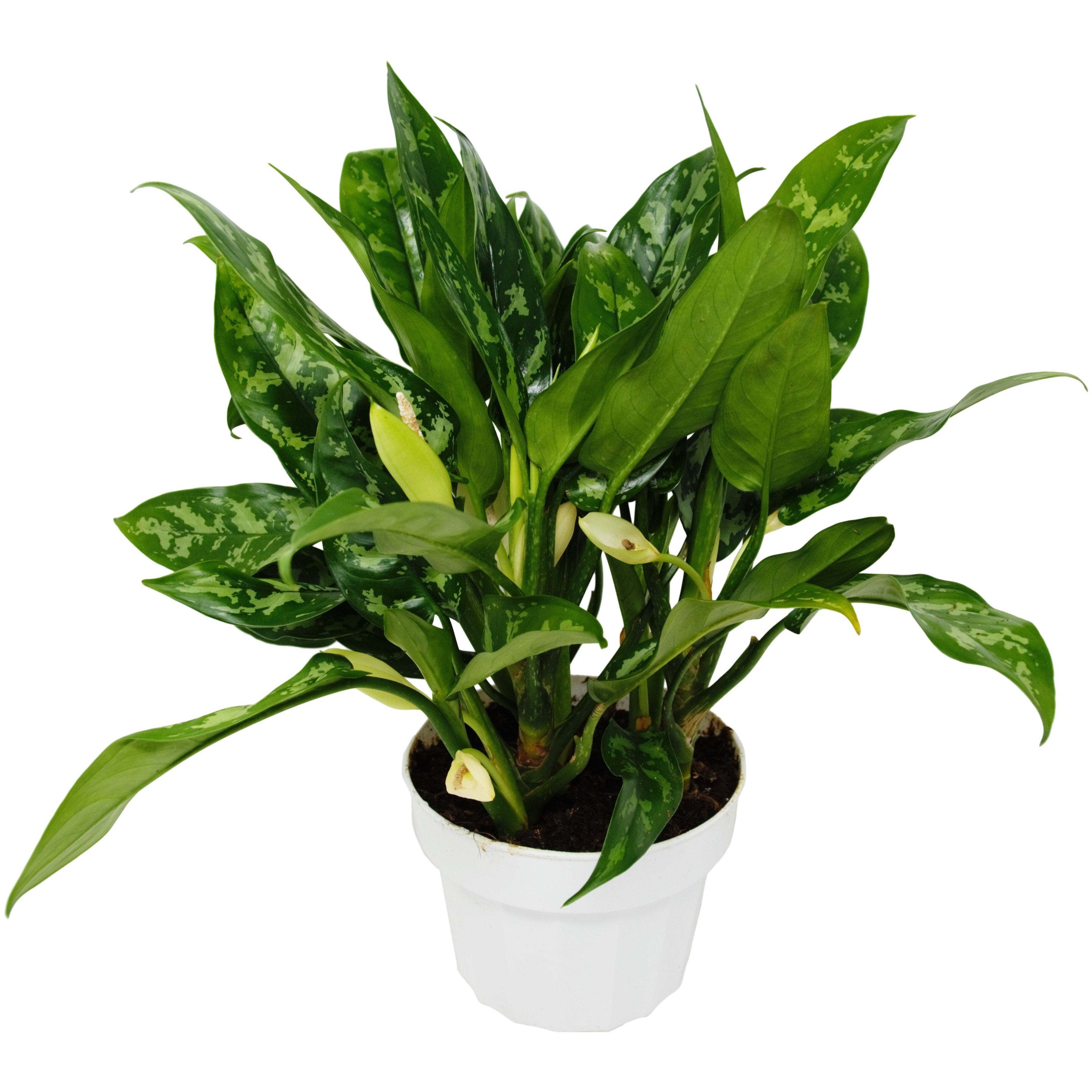 Chinese Evergreen 'Maria'-6" Pot / Nursery Pot